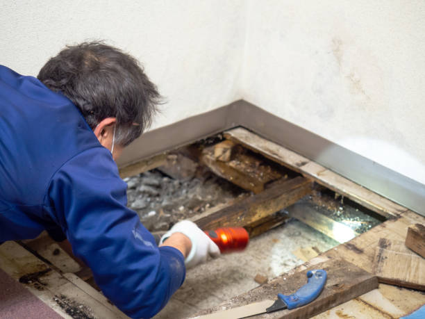 Best Mold Remediation for Specific Building Types in Desert View Highlands, CA