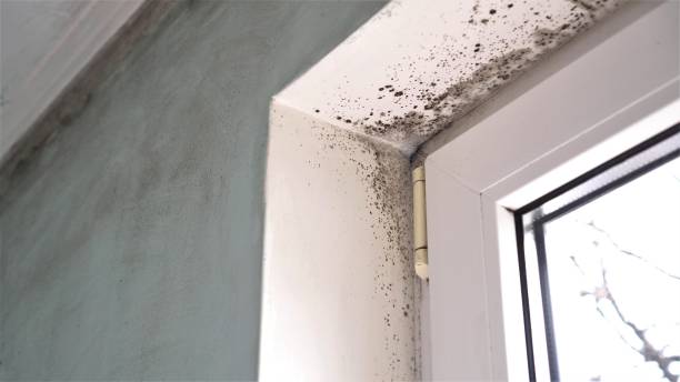 Best Residential Mold Remediation in Desert View Highlands, CA