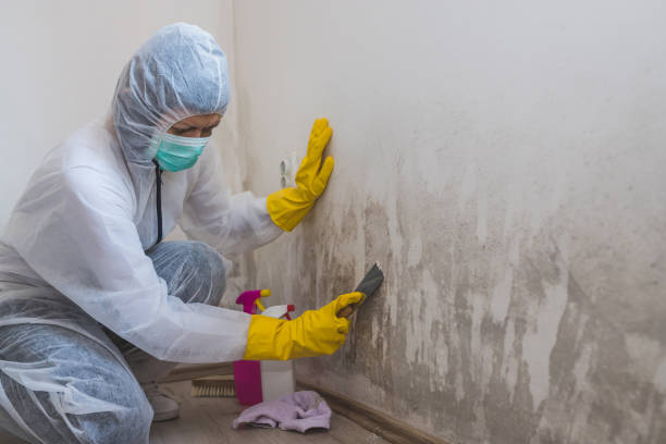 Best Basement Mold Remediation in Desert View Highlands, CA