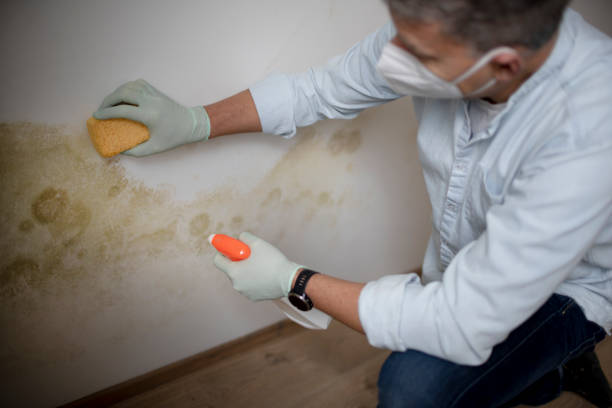 Best Crawl Space Mold Remediation in Desert View Highlands, CA