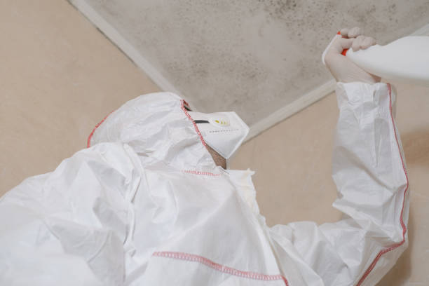 Best Attic Mold Remediation in Desert View Highlands, CA