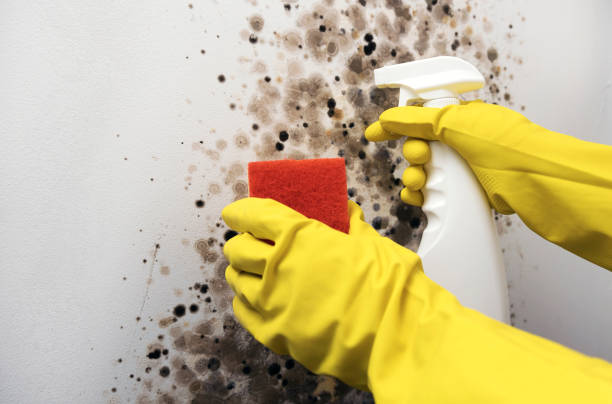 Best Mold Testing and Inspection Services in Desert View Highlands, CA