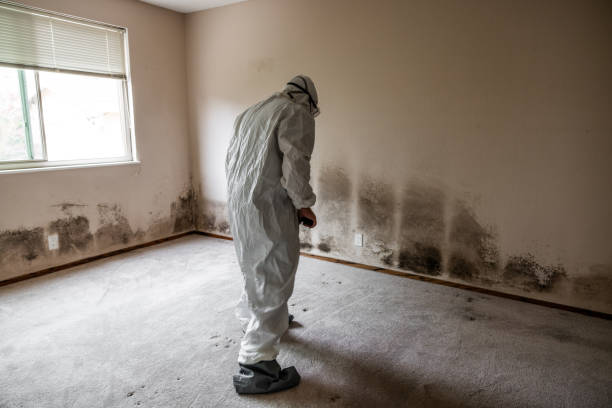 Best Post-Flood Mold Remediation in Desert View Highlands, CA