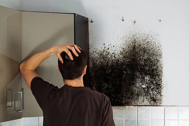 Best Insurance-Related Mold Remediation in Desert View Highlands, CA