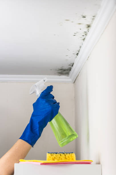 Trusted Desert View Highlands, CA Mold Remediation Experts